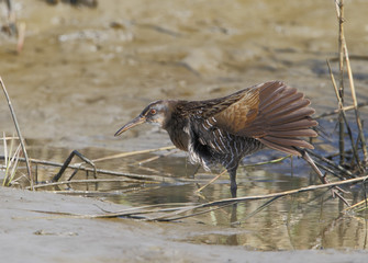 Clapper rail (Rallus crepitans) showing wing, Bolivar Peninsula, Texas, USA