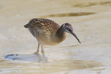 Clapper rail (Rallus crepitans) walking through mud, Bolivar Peninsula, Texas, USA