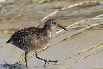 Clapper rail (Rallus crepitans) walking through mud, Bolivar Peninsula, Texas, USA