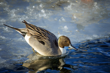 Northern pin tail duck immerses into water