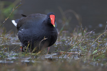 Common gallinule (Gallinula galeata) searching for food in swamp, Kissimmee, Florida, USA