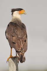 Northern crested caracara (Caracara cheriway) sitting on fence post, Kissimmee, Florida, USA