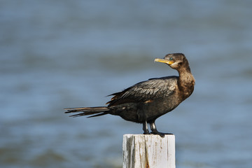 Double-crested cormorant (Phalacrocorax auritus) on pole, Bolivar peninsula, Texas, USA