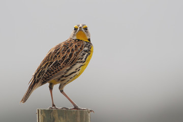 Eastern meadowlark (Sturnella magna) on wire singing, Kissimmee, Florida, USA
