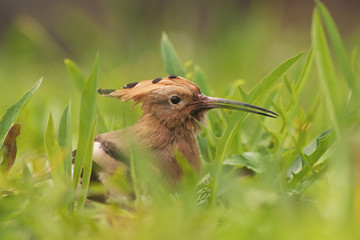 Eurasian Hoopoe (Upupa epops) in grass, Beijing, China © Wilfred