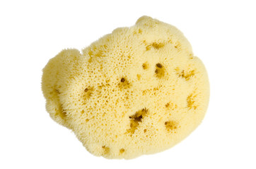 Natural Sponge