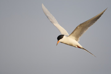 Forster's tern (Sterna forsteri) in flight,  Edwin B. Forsythe National Wildlife Refuge, New Jersey, USA