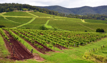 Fototapeta na wymiar Vineyards in Hunter Valley, New South Wales, Australia.