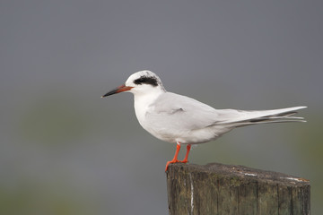 Obraz premium Forster's tern (Sterna forsteri) on post, Kissimmee, Florida, USA