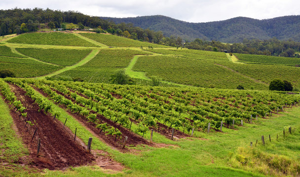 Vineyards In Hunter Valley, New South Wales, Australia.