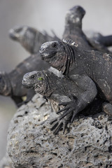 Galapagos Marine iguana (Amblyrhynchus cristatus), Tortuga Bay, Santa Cruz, Galapagos Islands