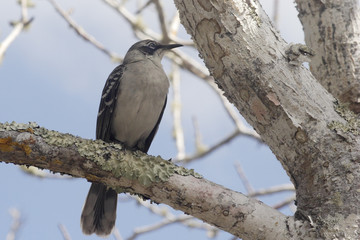 Galapagos mockingbird (Mimus parvulus) on branch, Puerto Ayora, Santa Cruz, Galapagos Islands