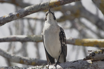 Galapagos mockingbird (Mimus parvulus) on branch, Puerto Ayora, Santa Cruz, Galapagos Islands