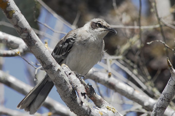 Galapagos mockingbird (Mimus parvulus) on branch, Puerto Ayora, Santa Cruz, Galapagos Islands