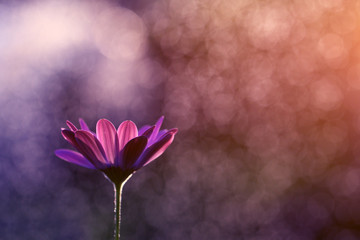 In my garden grow beautiful flowers