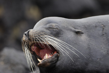 Galapagos Sea Lion, head portrait, mouth open, South Plaza, Galapagos Islands