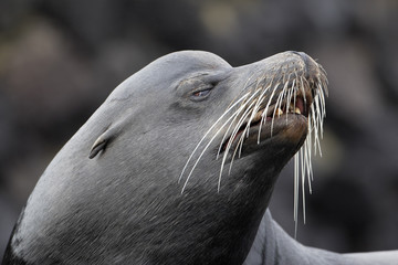 Galapagos Sea Lion, head portrait, South Plaza, Galapagos Islands