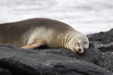Naklejka premium Galapagos Sea Lion, sleeping, South Plaza, Galapagos Islands