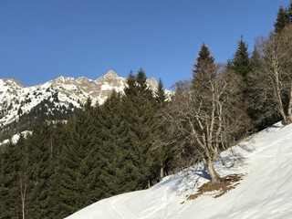 abgestorbener Baum in den Alpen im Winter