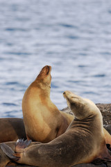 Fototapeta premium Galapagos Sea Lion, head throw, South Plaza, Galapagos Islands