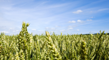field with wheat against a blue sky