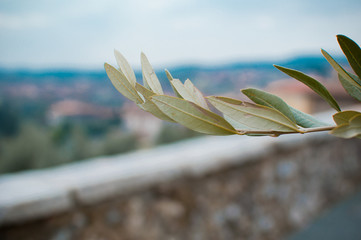 ulivo