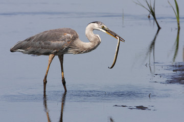 Great blue heron (Ardea herodias) with fish, Bombay Hook NWR, Delaware, USA