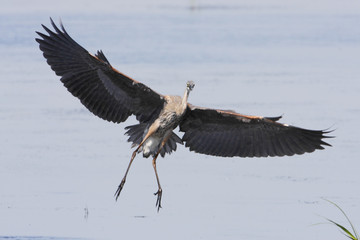 Great blue heron (Ardea herodias) flying in for landing, Bombay Hook NWR, Delaware, USA