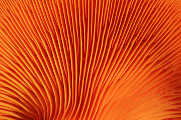 branchies de champignon orange