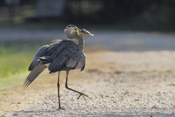 Great blue heron (Ardea herodias) with fish, Brazos Bend State Park, Texas, USA