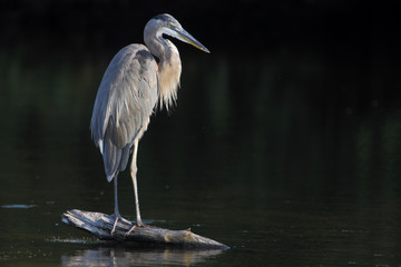 Great blue heron (Ardea herodias) standing on log in water, Ding Darling NWR, Florida, USA