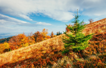 Fototapeta premium Huge stone in the forest area. Fantastic sunny day