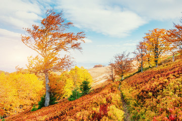 Fototapeta premium birch forest in sunny afternoon while autumn season 