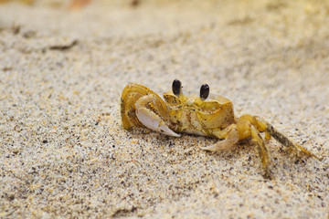 Crab