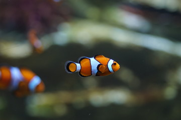 Le poisson clown