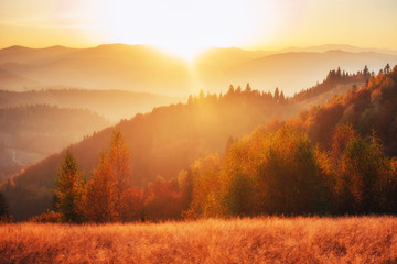 birch forest in sunny afternoon while autumn season.