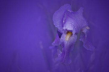 purple iris on a purple soft background