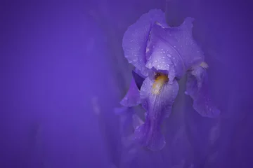 Photo sur Aluminium Iris purple iris on a purple soft background