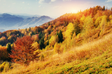 Fototapeta na wymiar birch forest in sunny afternoon while autumn season.