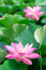 Fototapeta premium 蓮の花