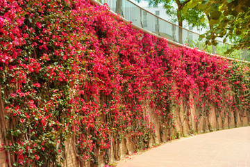 Red flowers hedge outdoors