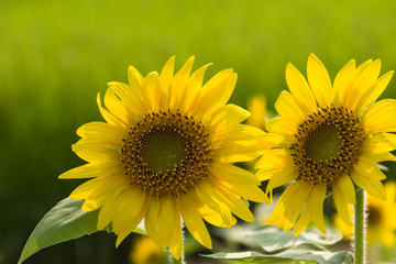 向日葵と田んぼ