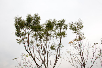 branch of treetop and sky ,white background of treetop