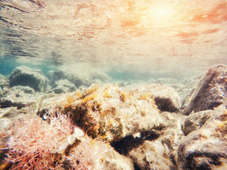 stones and seaweed underwater Beauty world