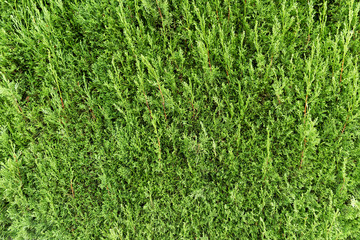 Green thuja hedge as background