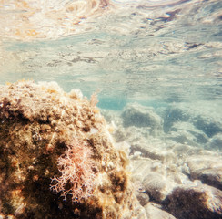 Naklejka na ściany i meble stones and seaweed underwater Beauty world