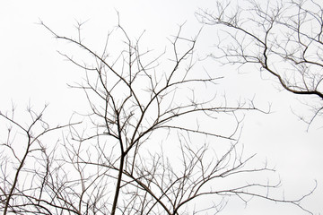 branch of treetop and sky ,white background of treetop