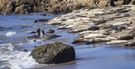 Elephant seals (Mirounga) on beach at San Simeon