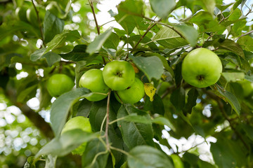 close up of apple tree branch