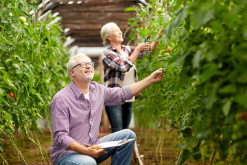 senior couple growing tomatoes at farm greenhouse